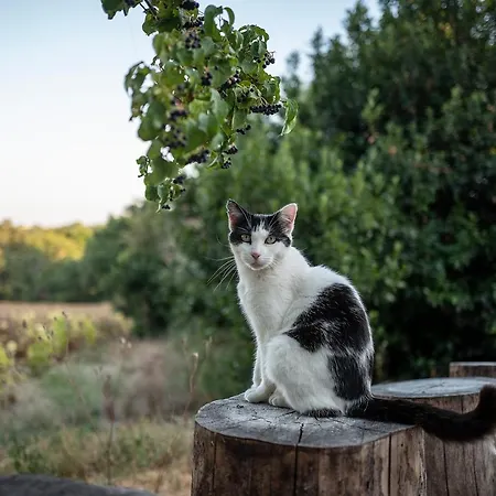 Ty'galis Gasthof Lectoure